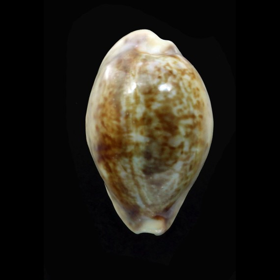 zonaria 36,3mm