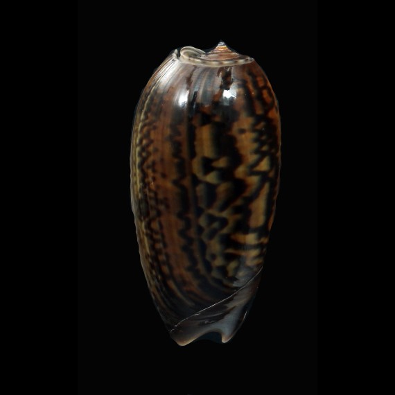 irisans 46,8mm