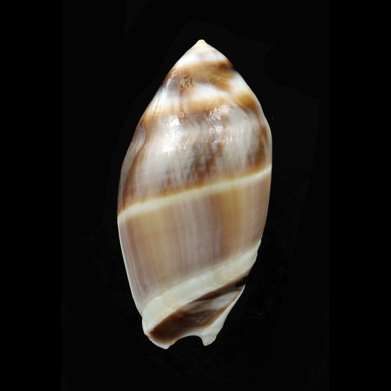 obtusa 42,0mm