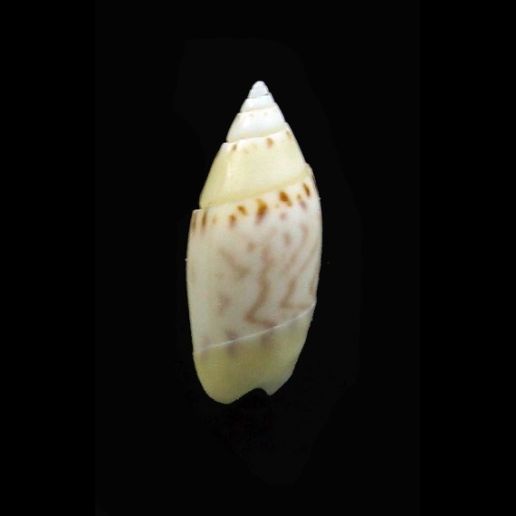 walkeri 12,6mm RARE