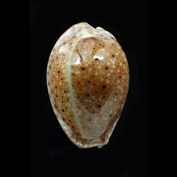 ocellata 27,5mm