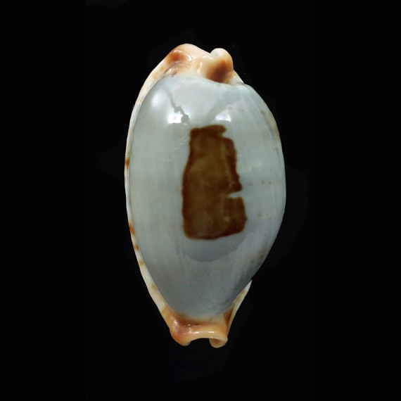 diauges 33,1mm