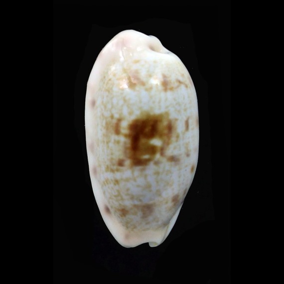 pellucens 25,0mm