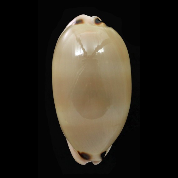 pulchra 55,4mm SUPERB