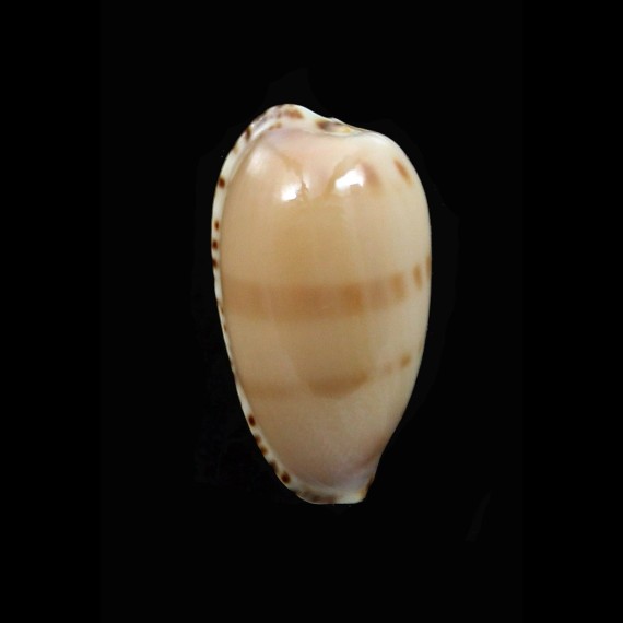 comptoni 22,8mm