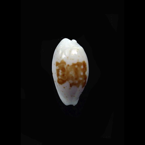 goodallii  11,9mm