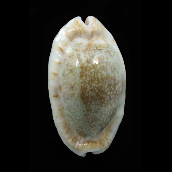 erosa chlorizans 47,8mm ROSTRATE