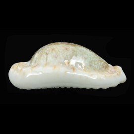 erosa chlorizans 47,8mm ROSTRATE
