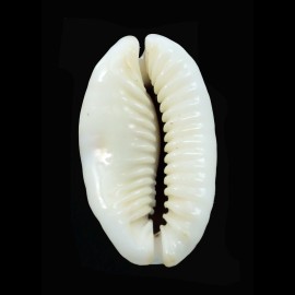 erosa chlorizans 47,8mm ROSTRATE