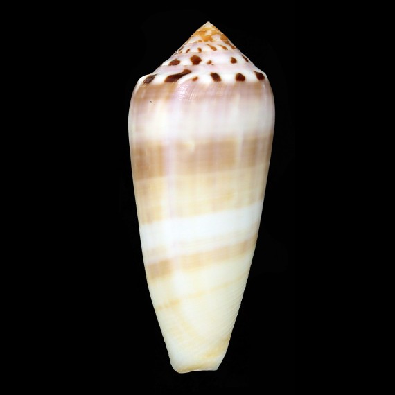 circumcisus brazieri 86,8mm