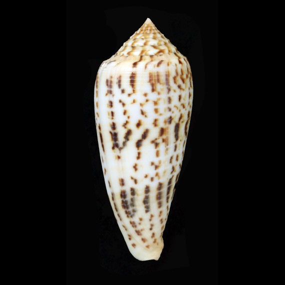 phuketensis 91,2mm