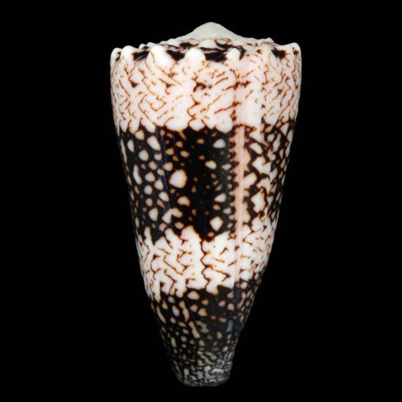 bandanus vidua