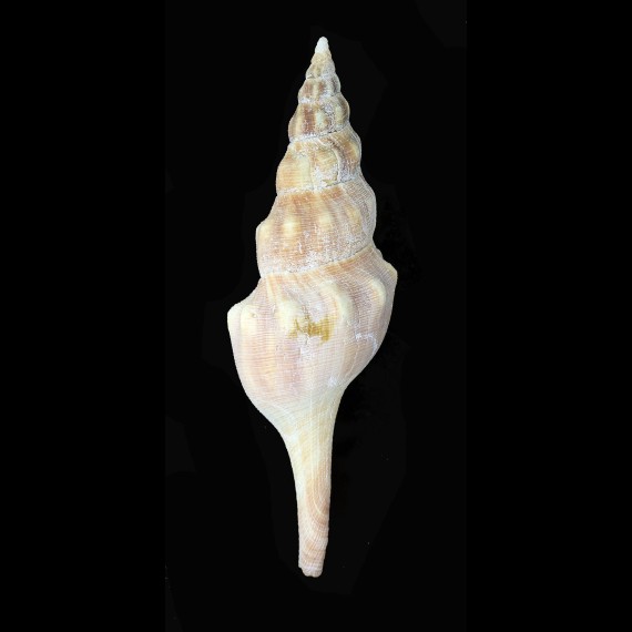 wattersae 135,5mm RARE AND LARGE