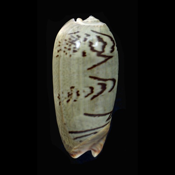 vidua fulminans 56,8mm