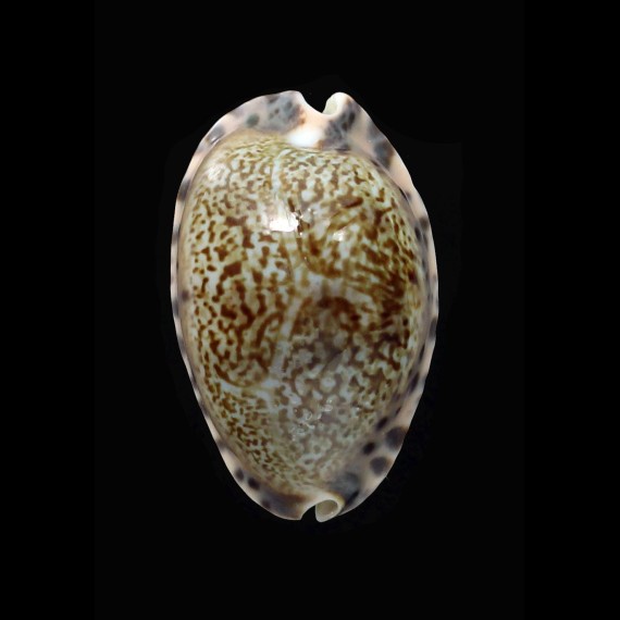 arabicula 28,7mm