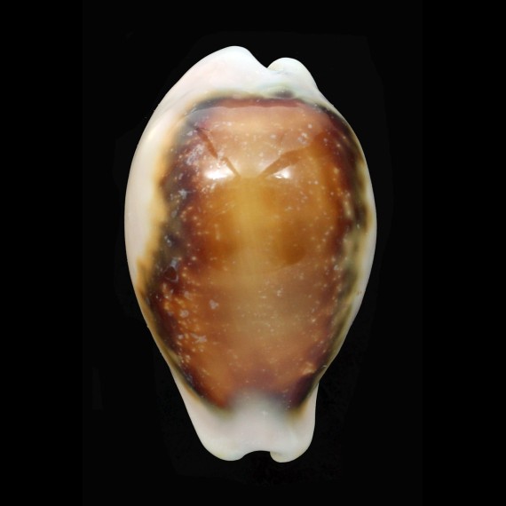 spadicea 57,0mm