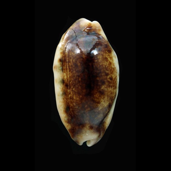 caurica  51,1mm BIG NIGER