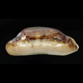 caurica  51,1mm BIG NIGER