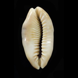 caurica  51,1mm BIG NIGER
