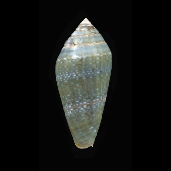 bruguieri 35,3mm BIG