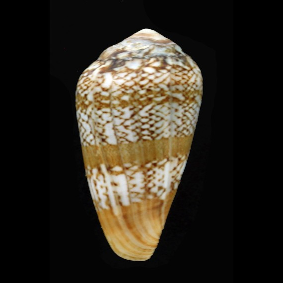 cacao 43,0mm