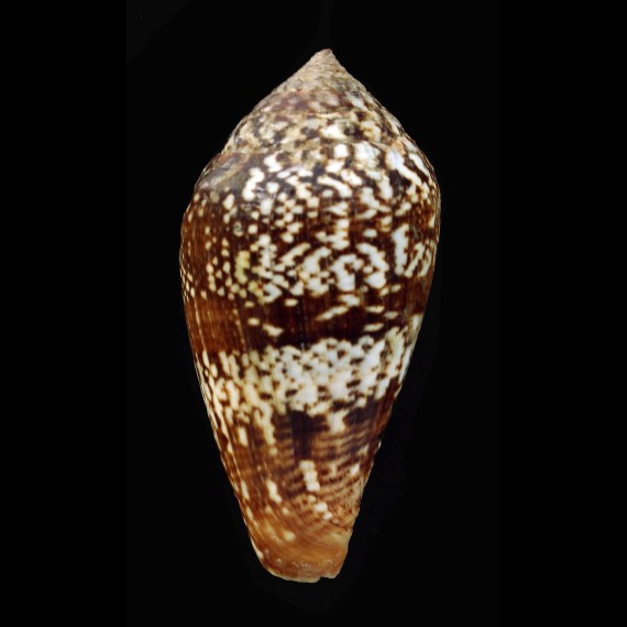 hybridus 54,1mm BIG SPECIMEN