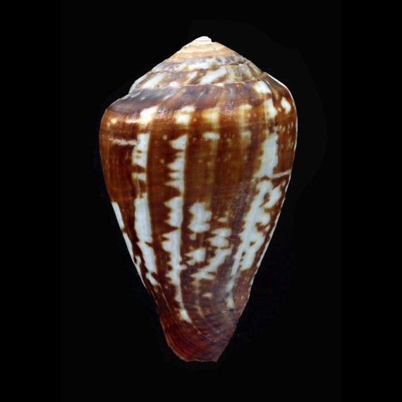 xicoi 43,5mm BIG