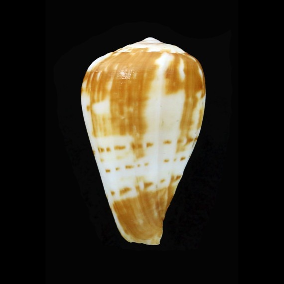 babaensis 25,6mm