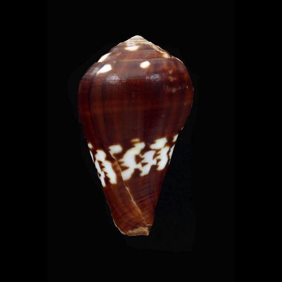 negroides 32,0mm