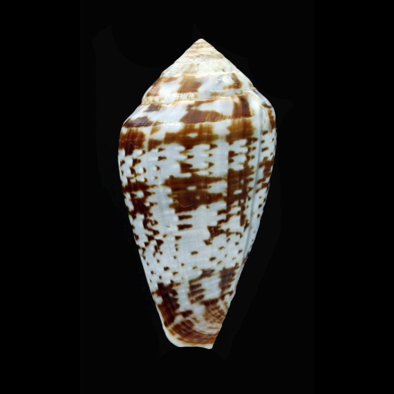 aemulus 47,2mm