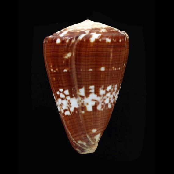 ateralbus 50,8mm