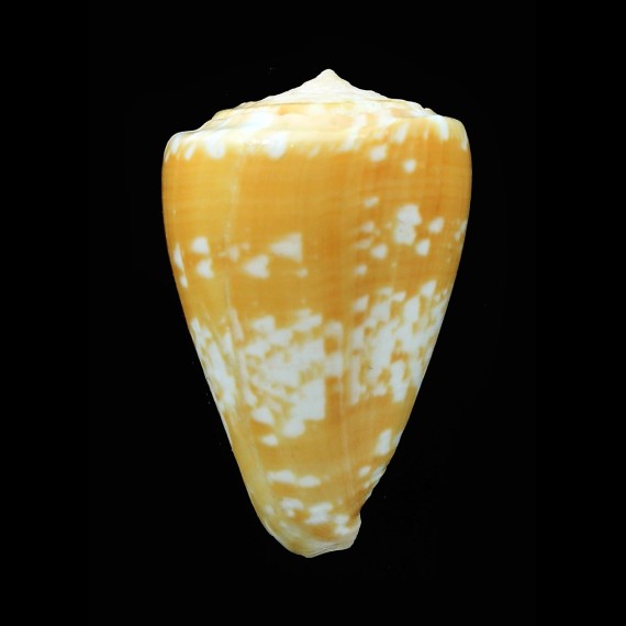 ateralbus 41,9mm