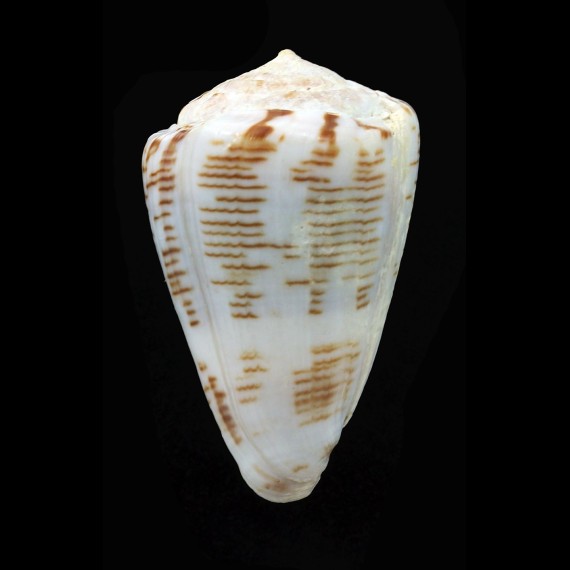 pseudonivifer 53,0mm BIG