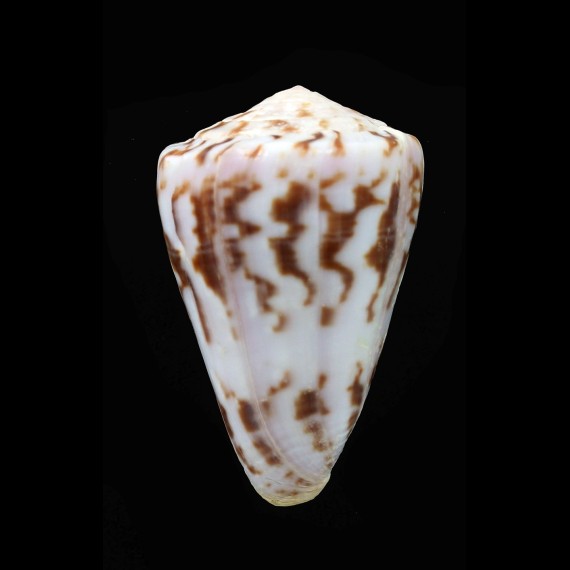 trochulus 43,7mm