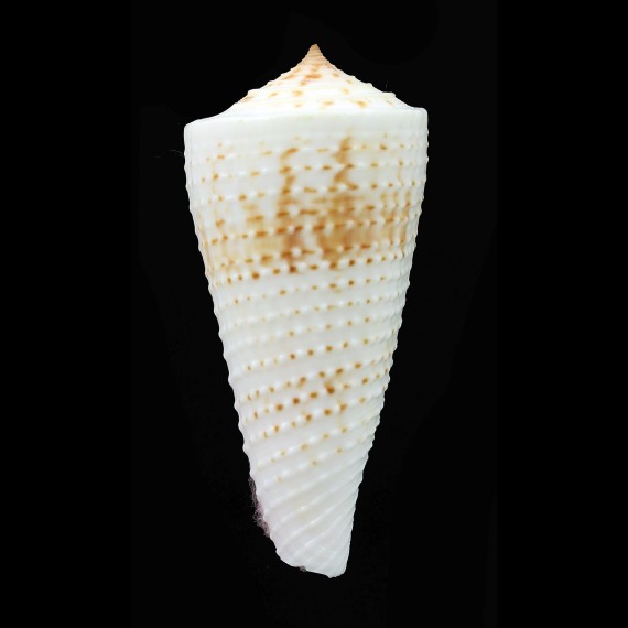 tribblei 67,4mm