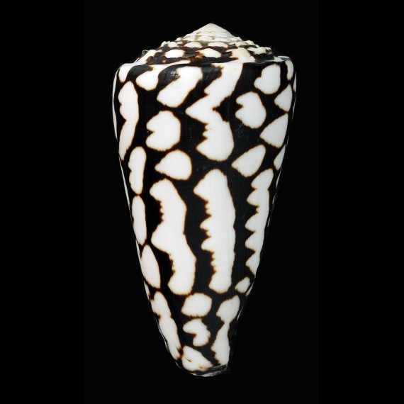 marmoreus 95,8mm SUPERB