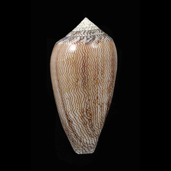 textile cholmondeleyi 48,4mm