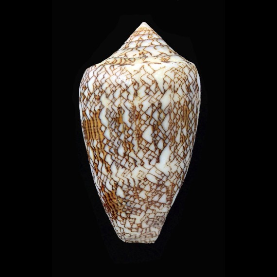 textile SP 64,1mm RED SEA