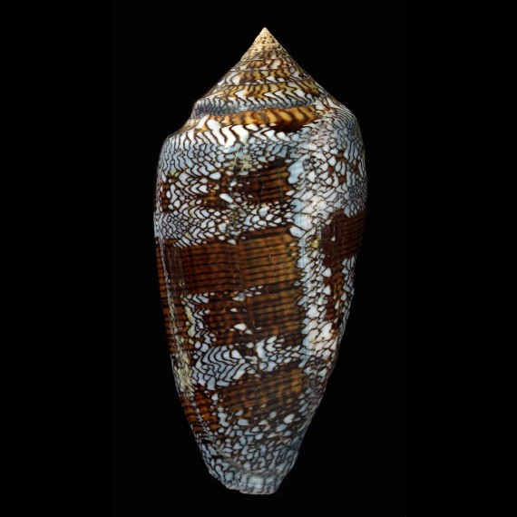 textile eutrios 89,0mm SPLENDID