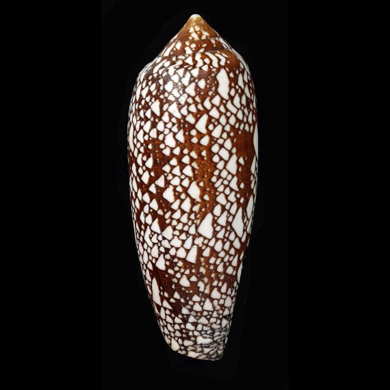aulicus 108,5mm