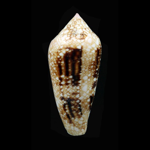 legatus 47,0mm SUPERB