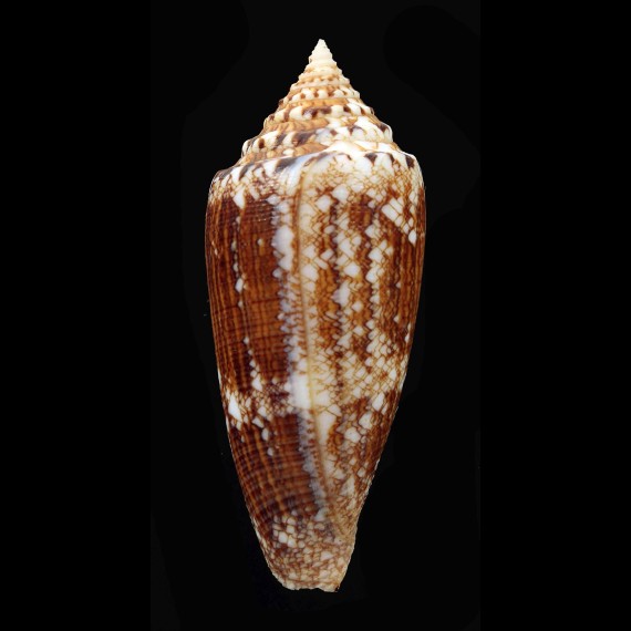 tagaroae 82,0mm GIANT