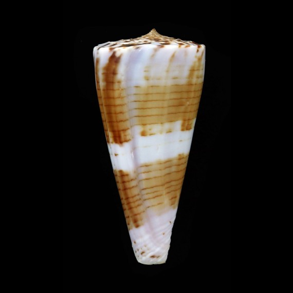 shikamai 55,3mm