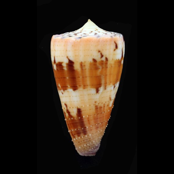 circumactus 56,4mm
