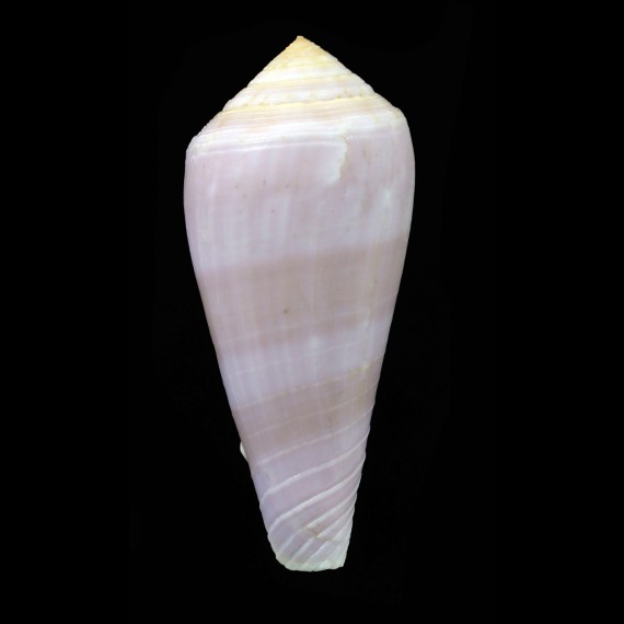 kinoshitai calliginosus 67,0mm