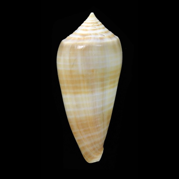 lynceus 71,6mm UNCOMON
