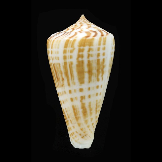 inscriptus 63,3mm