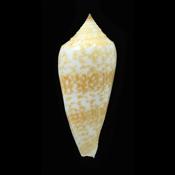 lienardi 49,7mm BIG