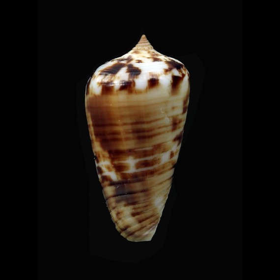 sertacinctus 29,0mm