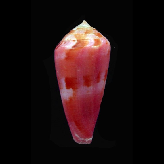 coralinus 25,8mm